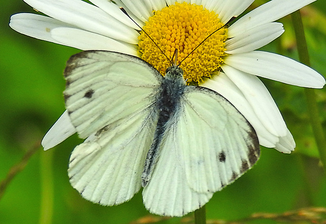 20210725 1933CPw [D~LIP] Kleiner Kohlweißling (Pieris rapae), Wiesen-Margarite (Leucanthemum vulgare agg), Bad Salzuflen