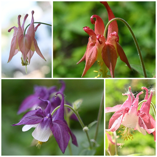 Aquilegia collage 20230601 190721