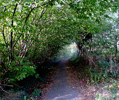 Green Tunnel