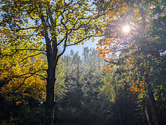 Autumn walk Autumn walk