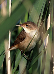 EOS R6m2 Peter Harriman 08 03 51 9303 reedWarbler dpp EOS R6m2 Peter Harriman 08 03 51 9303 reedWarbler dpp
