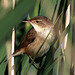 EOS R6m2 Peter Harriman 08 03 51 9303 reedWarbler dpp
