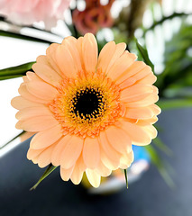Gerbera