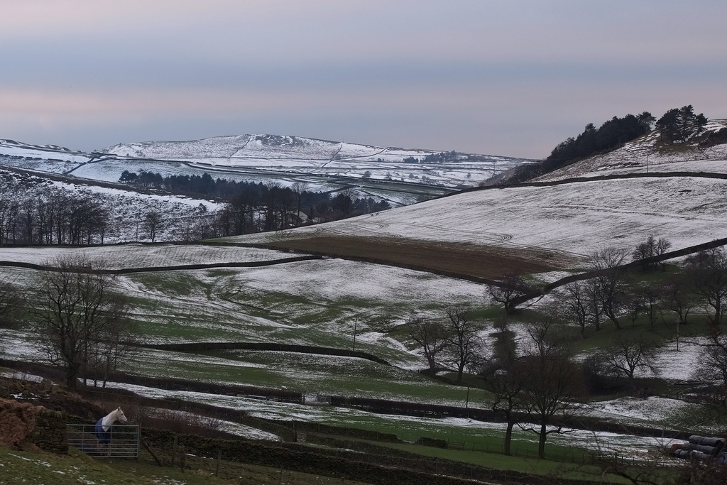 A White Horse's View