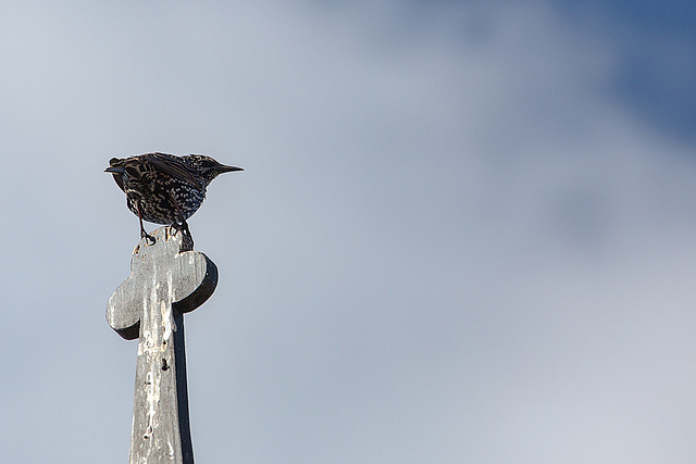 20140908 4889VRAw [NL] Star (Sturnus vulgaris), Terschelling