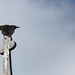 20140908 4889VRAw [NL] Star (Sturnus vulgaris), Terschelling