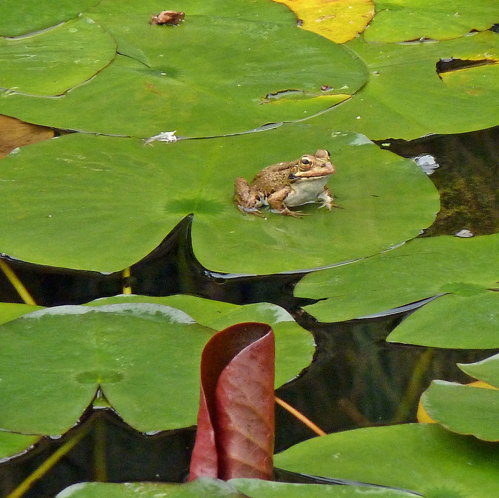 Der kleine Froschkönig