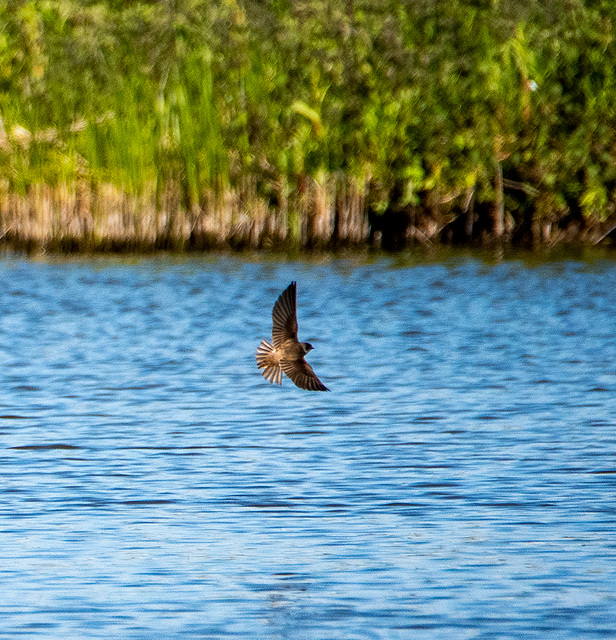 Sand martin