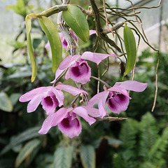 Dendrobium anosmum