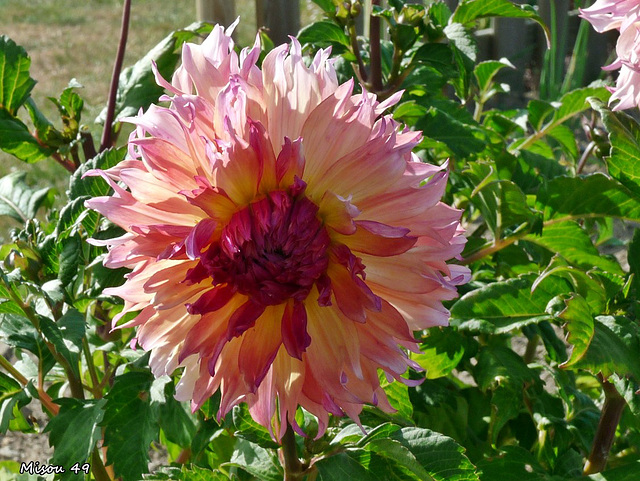 DAHLIA