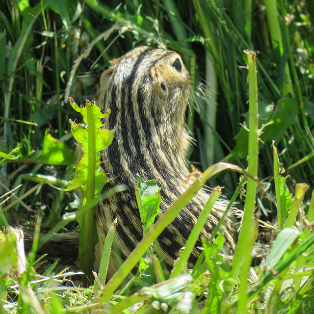 Rare Thirteen-lined Groundsquirrel / Ictidomys tridecemlineatus