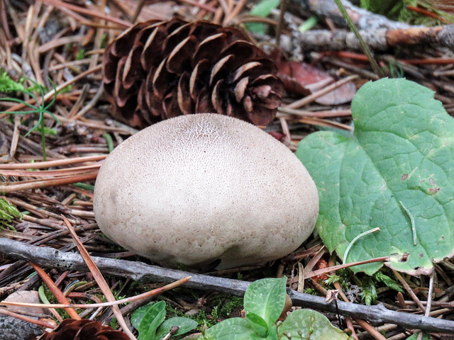 Puffball