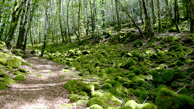 Au coeur de la forêt...