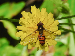 20200624 9206CPw [D~LIP] Habichtskraut (Hieracium lachenalii), Hainschwebfliege [Winterschwebfliege], Bad Salzuflen