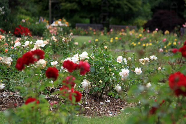 Roath Park roses