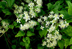 Wilde clematis of Bosrank