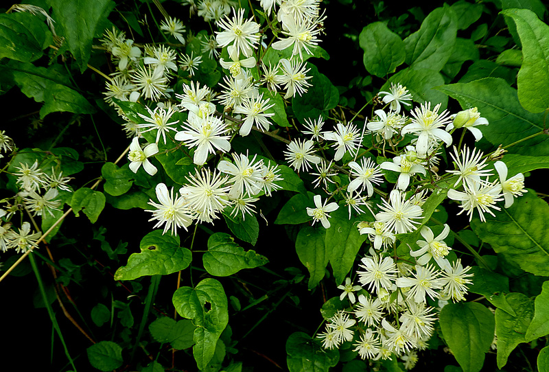Wilde clematis of Bosrank