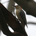 pic à ventre roux / red-bellied woodpecker