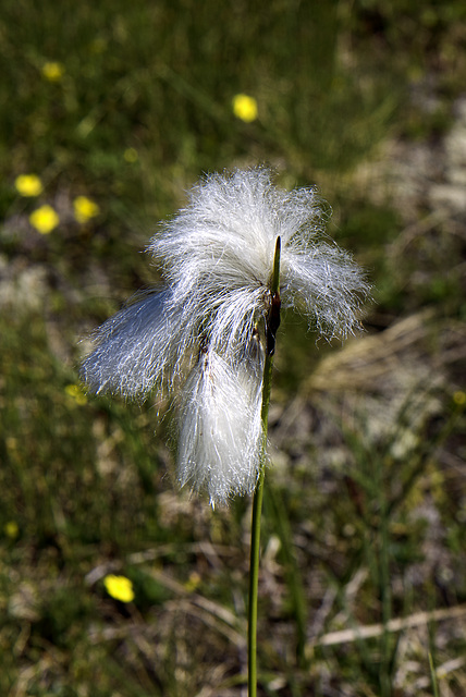 Barbe blanche.