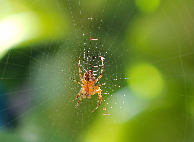 Kleine Spinne an unseren Tomaten