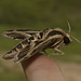 IMG 2839 Moth-3