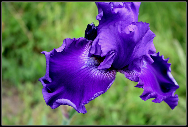 Indigo Princess (3)