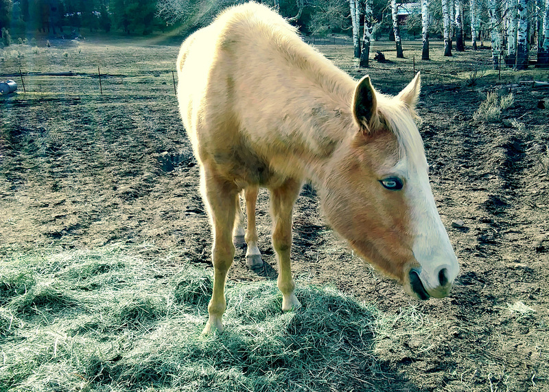 Blue eyed girl