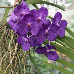 Vanda caerulea