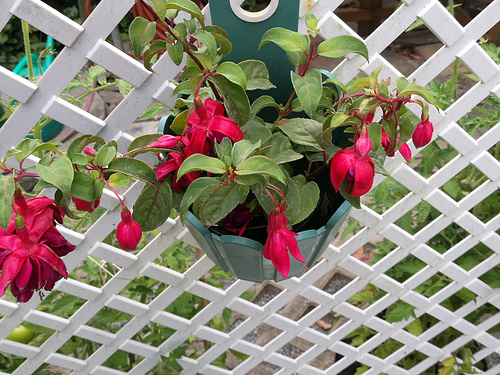 08.08.2019 - Fuchsie mit sehr schönen Blüten