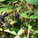 Waldbrombeeren