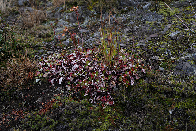 Arctostaphylos uva-ursi, Canada L1010125