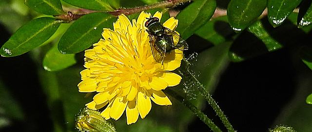 20200624 9217CPw [D~LIP] Goldfliege, Habichtskraut (Hieracium lachenalii), Bad Salzuflen