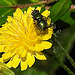 20200624 9217CPw [D~LIP] Goldfliege, Habichtskraut (Hieracium lachenalii), Bad Salzuflen