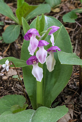 Galearis spectabilis (Showy orchis)