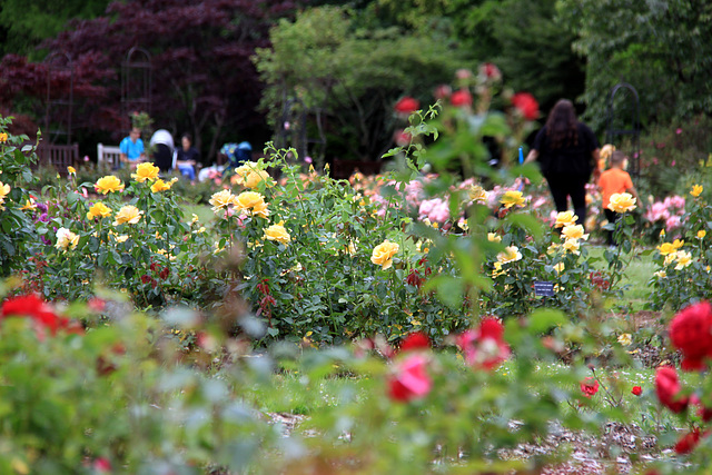 Roath Park roses