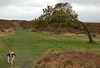 Lottie at Darley Dale, Derbyshire