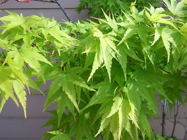 Japanese maple