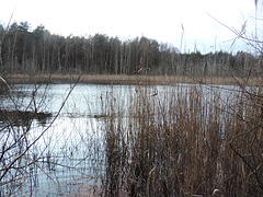 Fauler See in Sperenberg - Naturschutzgebiet