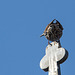 20140908 4888VRAw [NL] Star (Sturnus vulgaris), Terschelling