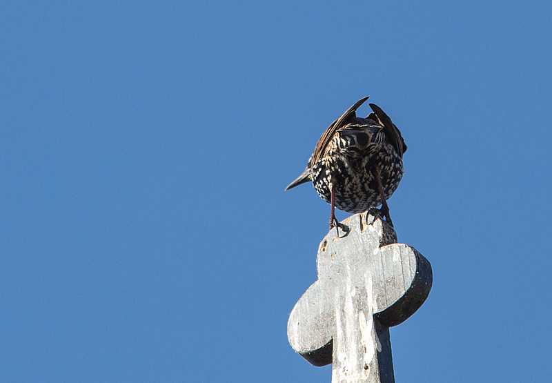 20140908 4888VRAw [NL] Star (Sturnus vulgaris), Terschelling