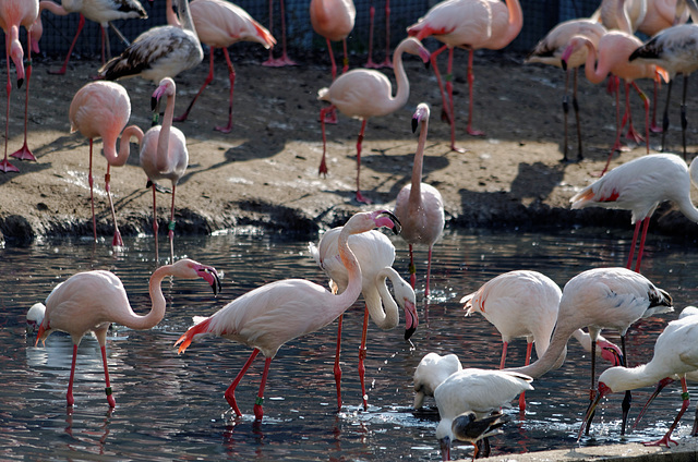 Flamants roses