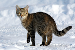 La fête des chats, c'est le 12 février        (EXPLORE)