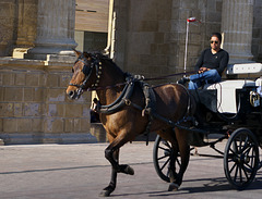 Horseman in  Córdoba