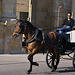 Horseman in  Córdoba