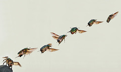 Flug des Rosenkäfer. Aus Wikimedia.