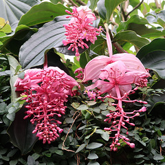 Medinilla magnifica