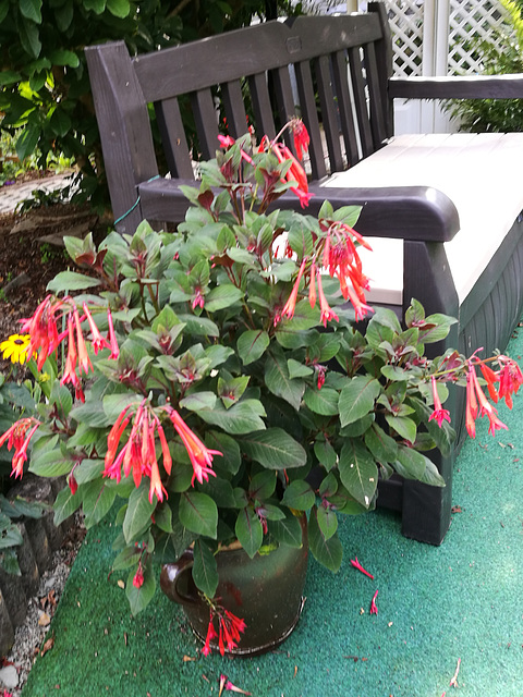 08.08.2019 - Korallen- Fuchsie auf unserer Terrasse