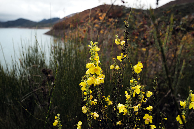 Verbascum virgatum, Picos de Europa