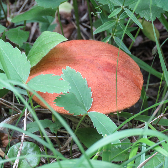 Bolete