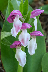 Galearis spectabilis (Showy orchis)